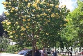 国产丁香网,探索中医药文化的瑰宝与传承